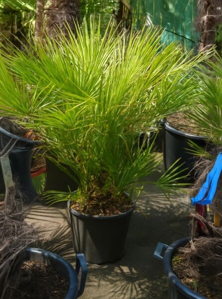 Europäische Zwergpalme (Chamaerops humilis) 60–80 cm, C20 im Topf, buschiger Wuchs mit fächerförmigen grünen Wedeln.