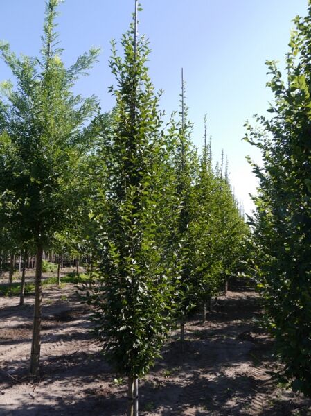 Säulen-Hainbuche Carpinus betulus 'Frans Fontaine', 250–300 cm, mehrstämmig mit Durchmesser, aufrecht wachsendes Laubgehölz