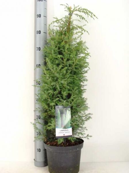 Schwedischer Säulen-Wacholder (Juniperus communis 'Suecica') im Topf, 60–80 cm, C5, säulenförmiger Wuchs mit grünem Nadelkleid