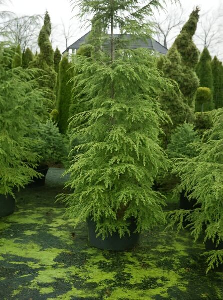 Tsuga canadensis / Kanadische Hemlocktanne 200-250 cm C35 im großen Container, immergrüner Nadelbaum mit überhängenden Zweigen