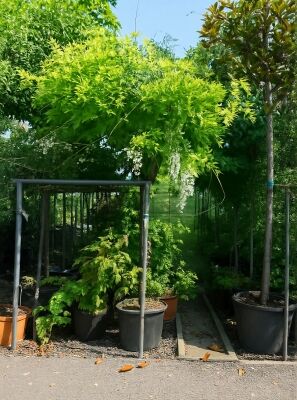Blauregen / Wisteria gnstig in Top-Baumschulqualitt kaufen