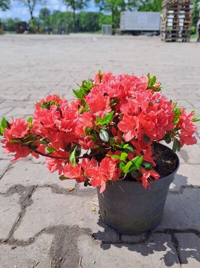 Japanische Azalee 'Geisha Orange' - Rhododendron obtusum 'Geisha Orange'