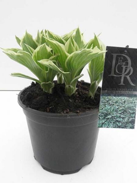 Weißrandige Wellblatt-Funkie (Hosta undulata 'Albomarginata') im C3-Topf, grüne Blätter mit hellem Rand.