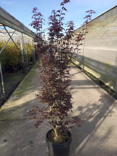 Fächer-Ahorn 'Skeeter's Broom' / Acer palmatum 'Skeeter's Broom'