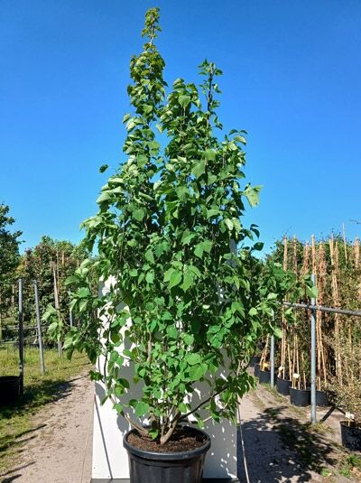 Taschentuchbaum / Aufwiedersehenbaum / Taubenbaum / Davidia involucrata