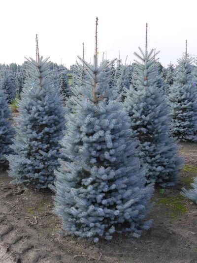 Picea pungens ‚Blue Diamond‘ / Kegel-Blau-Fichte ‚Blue Diamond‘ im Feld als kompakter, kegelförmiger Nadelbaum mit blauen Nadeln.