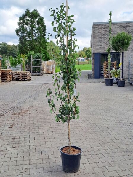 Pyrus communis 'Konferenzbirne' / Birne 'Konferenzbirne' im Topf C15, Stämmchen mit aufrechtem Wuchs, 175–200 cm