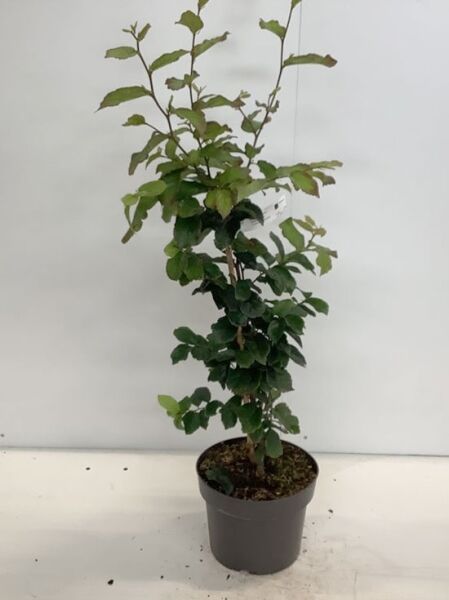 Parrotia persica (Eisenholzbaum, Parrotie) im Topf, 60–80 cm, C5, aufrechter Wuchs mit grünen Blättern.