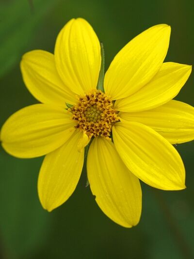 Stauden Sonnenblume 'Giganteus' - Helianthus atrorubens 'Giganteus'
