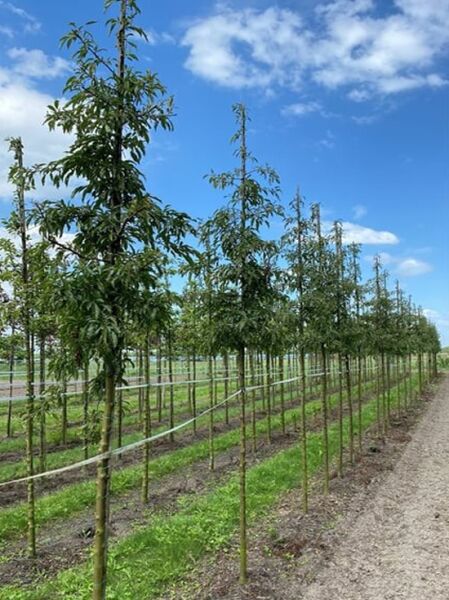 Toringo-Apfel 'Brouwers Beauty' / Toringo-Apfel 'Brouwers Beauty'