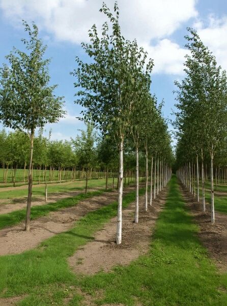 Weißrindige Himalaja-Birke „Doorenbos“ (Betula utilis 'Doorenbos') Hochstamm 16-18 StU, Bäume in Reihen, weiße Stämme.