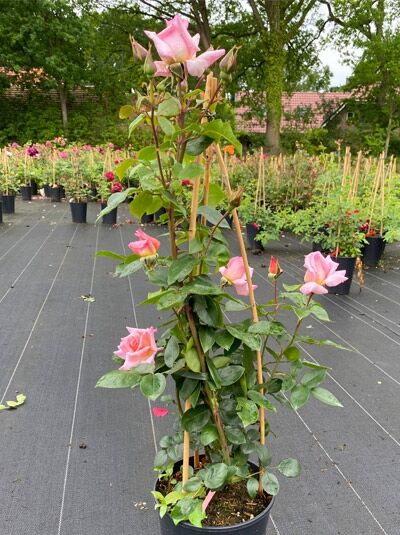 Rosa 'Compassion ®' (Kletterrose 'Compassion'), A-Qualität C5, rosa Blüten und Knospen an aufrechter Rankhilfe im Topf.