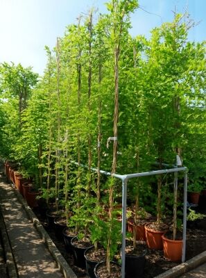 bonsai picea jezoensis Japanische Fichtensamen, Picea jezoensis – NinaSeeds main image 1
