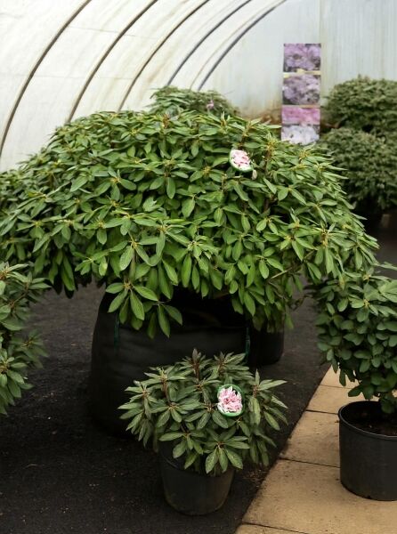 Rhododendron Hybride 'Fidelius' (Rhododendron 'Fidelius') Solitär m. B., 120–140 cm Breite, im Container mit Knospen und Blüte