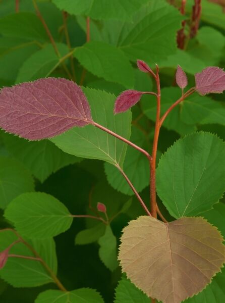 Franchets Schönulme (Euptelea pleiosperma) mit grünem und rötlichem Laub an jungen Trieben, Blattdetail im Nahaufnahme.