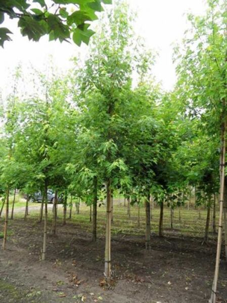 Geschlitzter Silber-Ahorn (Acer saccharinum 'Laciniatum Wieri') Hochstamm 25-30 StU mit durchgehendem Stamm und lockerem Kronenaufbau.