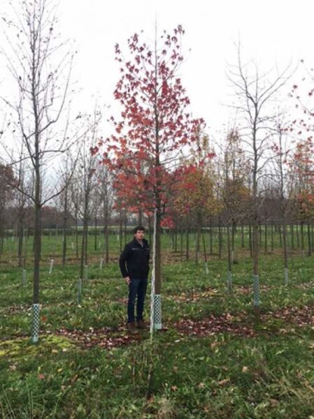 Liquidambar styraciflua 'Worplesdon', Amberbaum 'Worplesdon' Hochstamm 20-25 StU, Baum mit rotem Herbstlaub auf Feldfläche