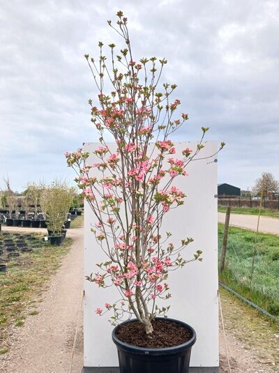 Amerikanischer Blumen-Hartriegel 'Cherokee Chief' - Cornus florida 'Cherokee Chief'