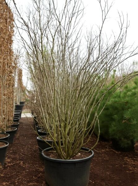 Gewöhnlicher Judasbaum 'Alba' (Cercis siliquastrum 'Alba') 250-300 cm im Container C250, mehrstämmig, ohne Laub
