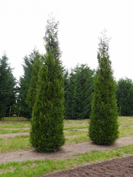 Thuja plicata 'Excelsa' Lebensbaum 'Excelsa' 400-450 cm, Solitär, hoher immergrüner Nadelbaum mit schlankem, kegelförmigem Wuchs