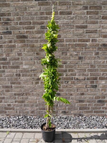 Wisteria sinensis 'Prematura' / Chinesischer Blauregen 'Prematura' 175-200 cm C10, rankende Pflanze im Topf mit grünen Blättern