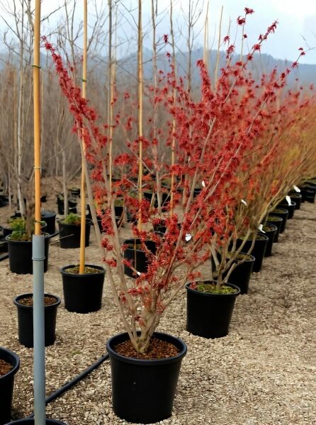 Zaubernuss Hamamelis x intermedia 'Diane', 150–175 cm, C50, mehrstämmiger Strauch im Container mit rotem Laub.