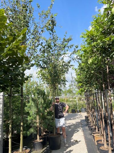 Cercidiphyllum japonicum Judasblatt (Kuchenbaum) als Hochstamm 14–16 StU im Container, aufrechter Stamm mit lockerer Krone.