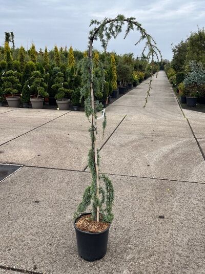 Trauer-Libanon-Zeder Cedrus libani 'Glauca Pendula', 125-150 cm, C20, hängender Wuchs, im schwarzen Pflanzcontainer.