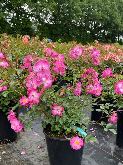 Bodendeckerrose Rosa 'Lavender Dream' ®, A-Qualität C5 im Topf, rosa Blüten und grünes Laub