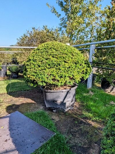 Heimische Eibe 'Kugel' 160-170 cm (717227) / Taxus baccata 'Kugel' (717227)