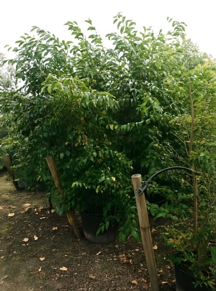 Styrax japonicus (Japanischer Storaxbaum) 250–300 cm, C80, mehrstämmiger Strauch im Container mit grünem Laub