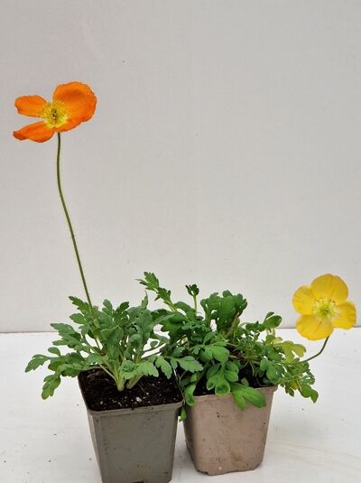 Papaver nudicaule 'Gartenzwerg' (Island-Mohn), Sorte Gartenzwerg im P9-Topf, grüne Blätter mit gelben und orangefarbenen Blüten