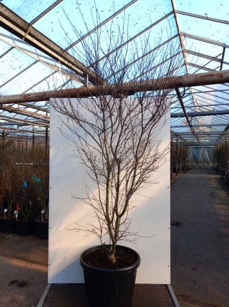 Japanischer Schlitz-Ahorn 'Beni-maiko' (Acer palmatum) 200-225 cm C110, mehrstämmiger, laubloser Baum im Container.