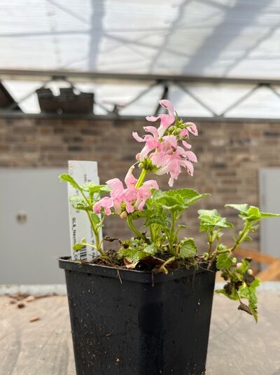 Silberblatt-Taubnessel 'Pink Pewter' - Lamium maculatum 'Pink Pewter'