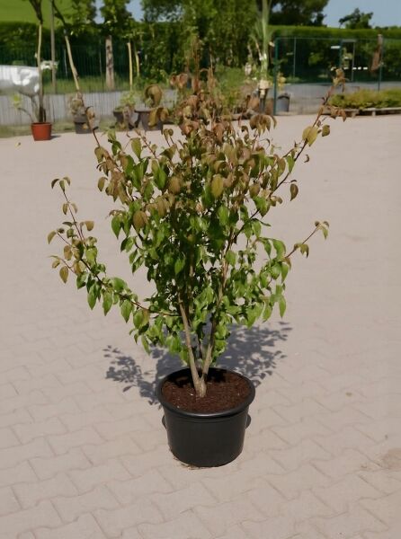 Japanischer Blumen-Hartriegel Cornus kousa 'Robert's Select', 125-150 cm, im Container C25 mit grünem Laub und mehrstämmigem Wuchs