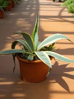 Faden-Agave - Agave filifera - Baumschule NewGarden