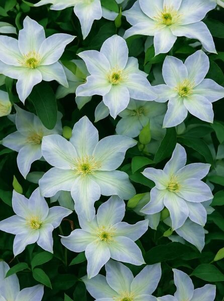 Clematis ‘Yukikomachi’ (Waldrebe ‘Yukikomachi’) mit weißen, sternförmigen Blüten und gelbgrüner Mitte zwischen grünen Blättern.
