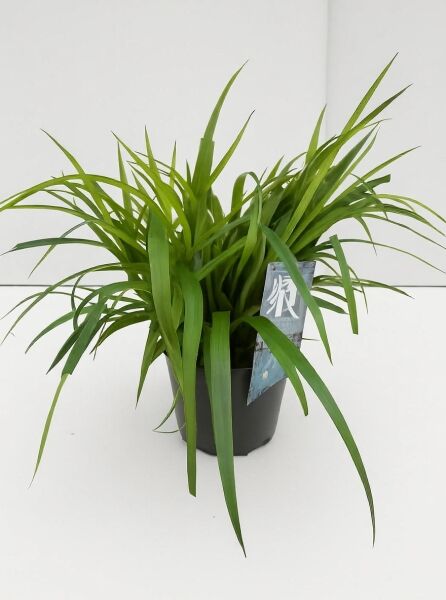 Luzula sylvatica (Waldmarbel) C2 im Topf, dichter Horst mit langen, schmalen grünen Blättern.