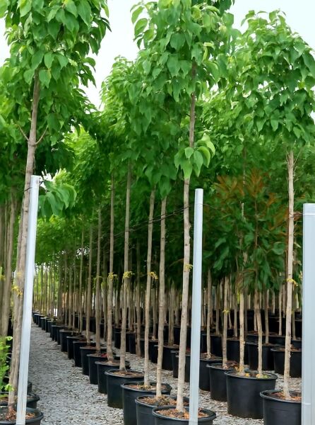 Clerodendrum trichotomum (Chinesischer Losbaum) Hochstamm 10-12 StU im Container, Laubbaum mit geradem Stamm und grüner Krone