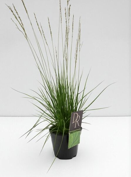 Molinia caerulea 'Edith Dudszus' / Moor-Pfeifengras 'Edith Dudszus' C2 im Topf, grünes Gras mit aufrechten Blütenrispen.