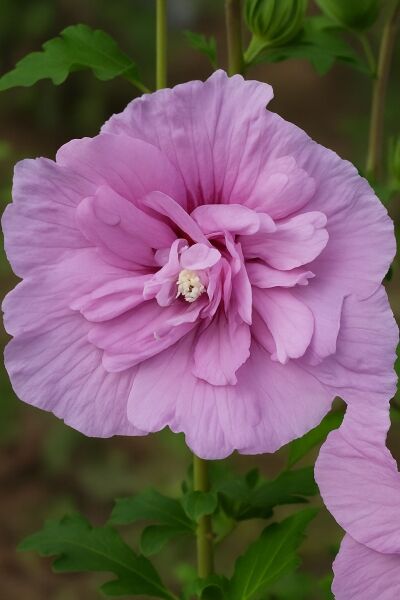Garten-Eibisch 'Lavender Chiffon' / Garten-Eibisch 'Lavender Chiffon'