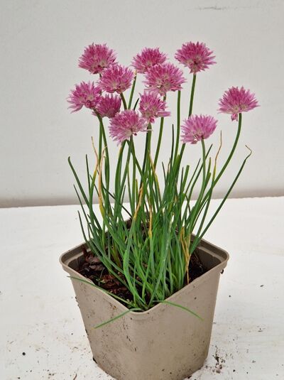 Blumenlauch 'Lucy Ball' / Blumenlauch 'Lucy Ball'