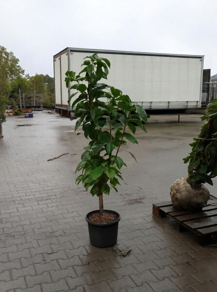 Prunus serrulata 'Amanogawa' / Säulen-Zierkirsche 'Amanogawa' 150-175 cm C20, junger Baum im Topf mit grünen Blättern.