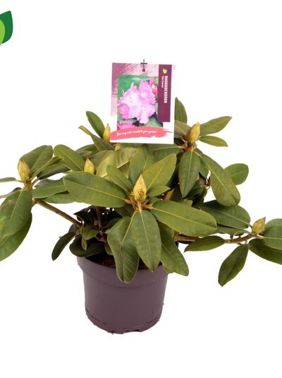 Rhododendron 'Germania' - Rhododendron Hybride 'Germania'