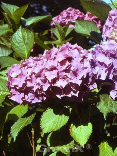 Teller-Hortensie 'Tovelit' / Hydrangea macrophylla 'Tovelit'