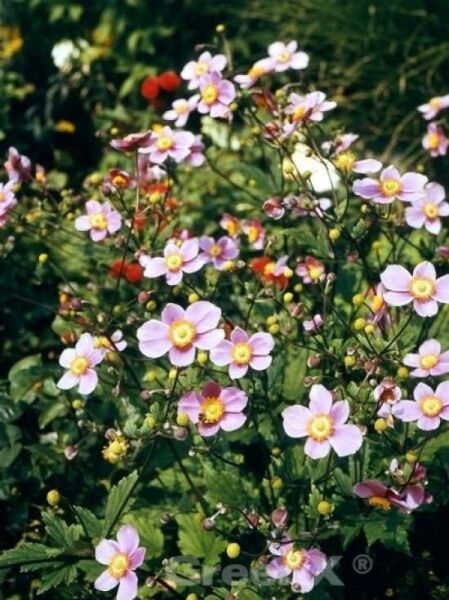 Herbst-Anemone / Anemone hupehensis
