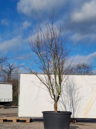 Fächer-Ahorn / Japanischer Ahorn  / Acer palmatum 250 - 300 cm hoch (874856)