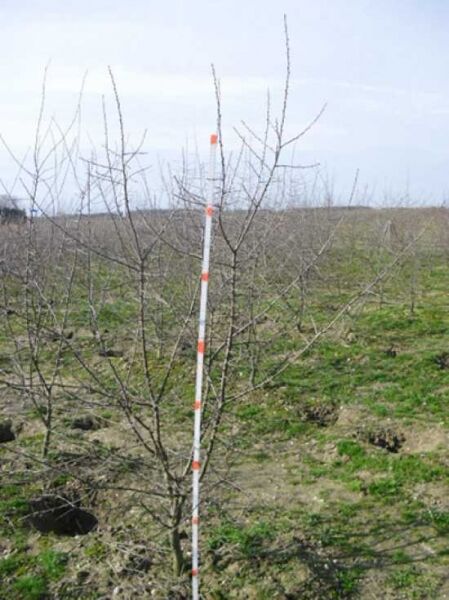 Prunus spinosa (Schlehe/Schwarzdorn) 150-175 cm m. Db., wurzelnackter Strauch mit verzweigten, dornigen Trieben