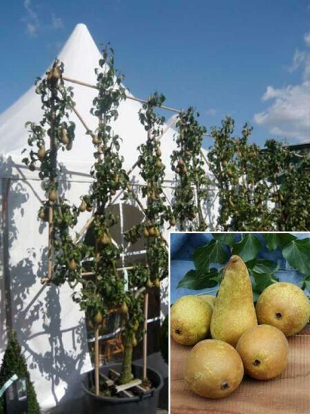Pyrus communis 'Konferenzbirne' Doppel-U Spalier, Spalierobst mit aufgebundenen Trieben und reifen Birnen am Baum.