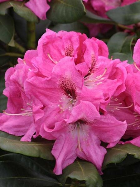 Rhododendron 'Juniflair' / Rhododendron Hybride 'Juniflair'